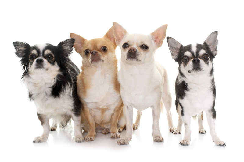 Welche Chihuahua-Arten gibt es?