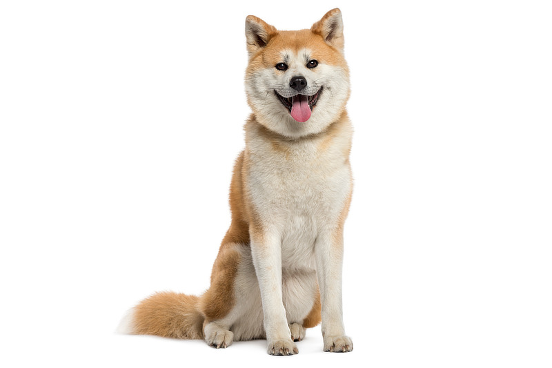 Der Akita Inu ist eine japanische Hunderasse