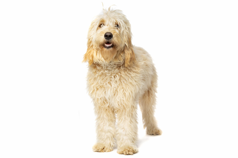 Der Goldendoodle ist ebenfalls ein beliebter Doodle-Hund