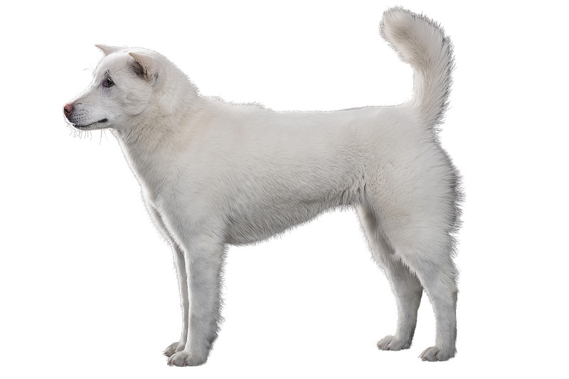 Der Kishu Ken ist eine Hunderasse aus Japan