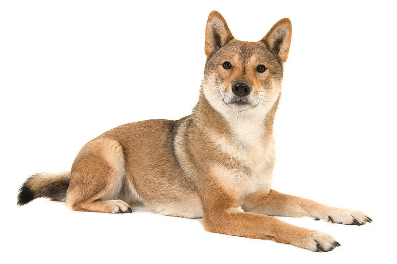 Der Shikoku ist ein japanischer Hund
