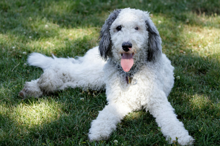 Hunderasse Bernedoodle im Überblick