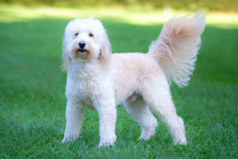 Hybridhunderasse Goldendoodle im Porträt