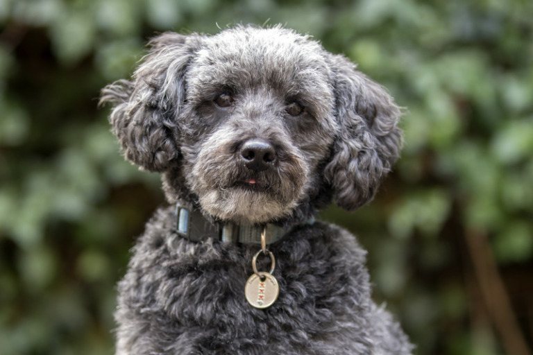 Hybridhunderasse Schnoodle im Porträt