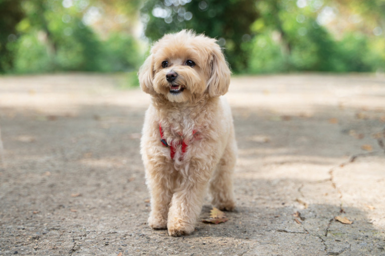 Maltipoos sind tolle Anfängerhunde