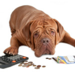 Tierarztkosten mittels Kredit finanzieren