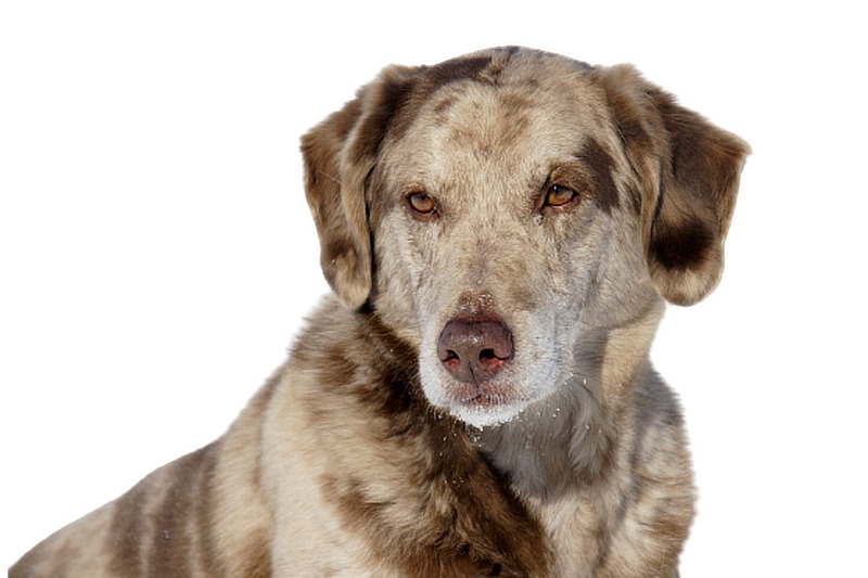 Aussiedor: Mischlingshund aus Labrador und Australian Shepherd