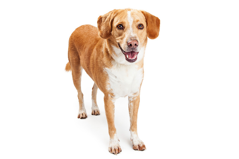 Beagador: Labrador x Beagle