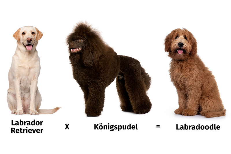 Der Labradoodle ist ein Labrador-Mix aus Labrador Retriever und Pudel