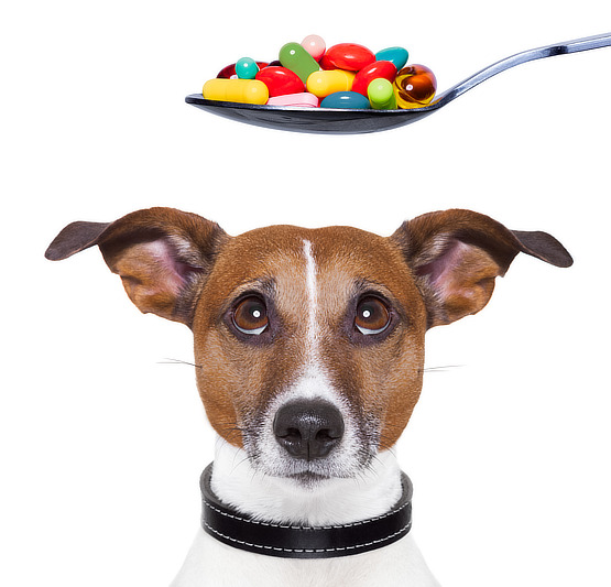 Dosierung von Omeprazol für Hunde