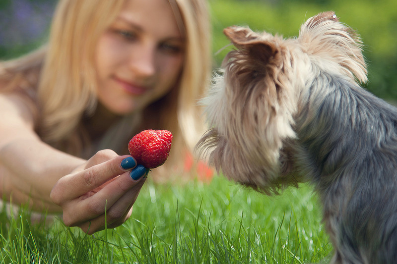 Erdbeeren für Hunde - Dürfen Hunde Erdbeeren essen