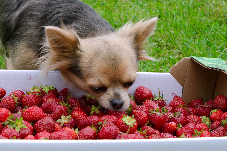 Erdbeeren für Hunde Dürfen Hunde Erdbeeren essen?