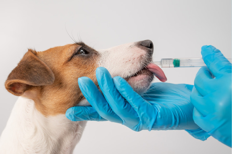 Novalgin für Hunde: Anwendung, Dosierung & Nebenwirkung