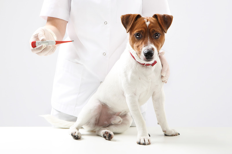 Novalgin wirkt beim Hund schmerzstillend und fiebersenkend