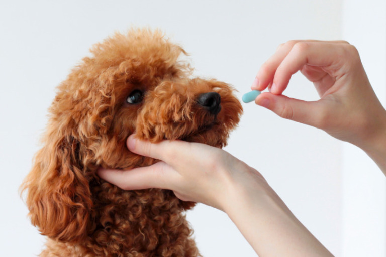 Omeprazol für Hunde