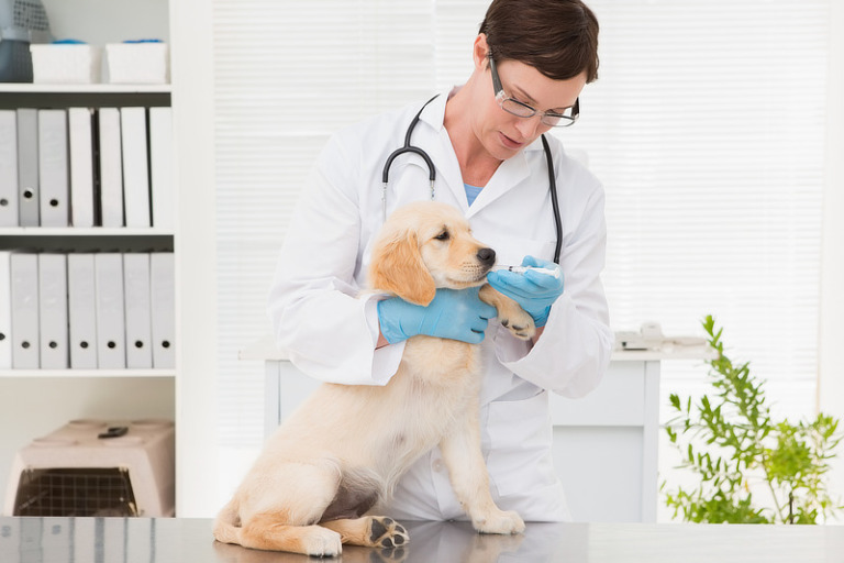 Omeprazol für Hunde Anwendung, Nebenwirkungen & Dosierung