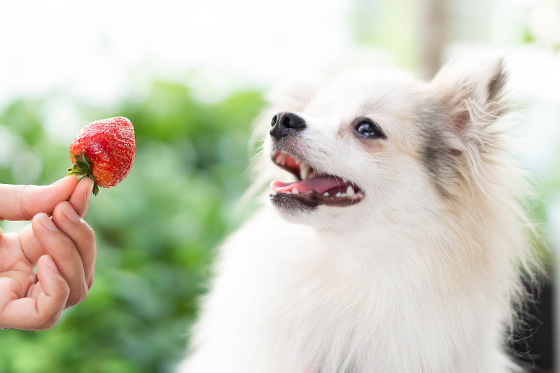 Wie viele Erdbeeren darf ein Hund essen