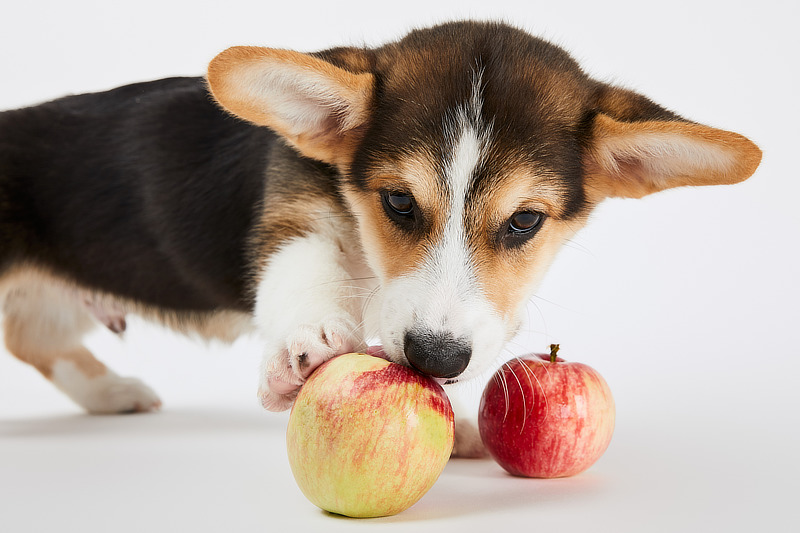Äpfel eignen sich als Alternative zu Mandarinen für Hunde