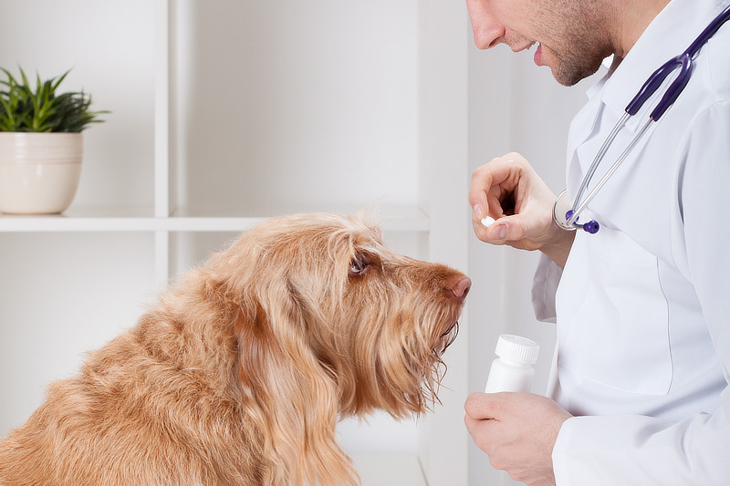 Am leichtesten verabreichst Du Deinem Hund die Tablette mit einem Leckerli