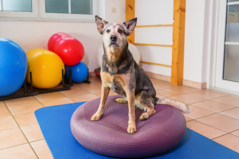Balancekissen Hund - Tipps, Tricks und Übungen fürs Balancekissen