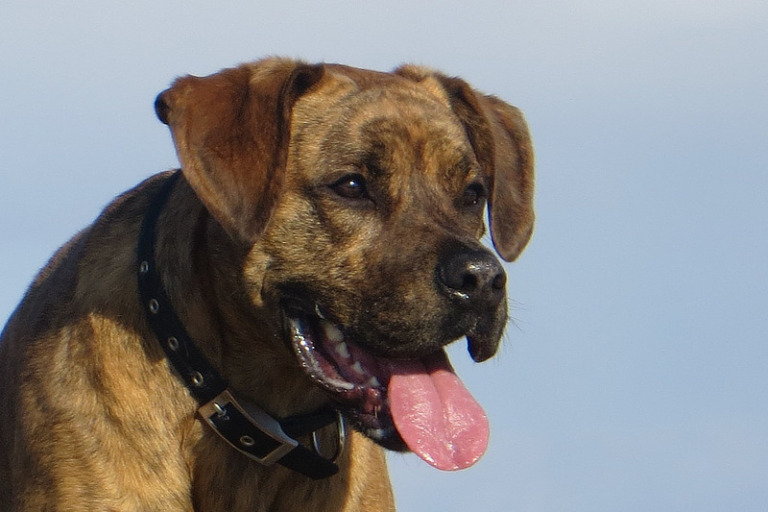 Boxador: Eine gelungene Mischung aus Labrador Retriever und Boxer