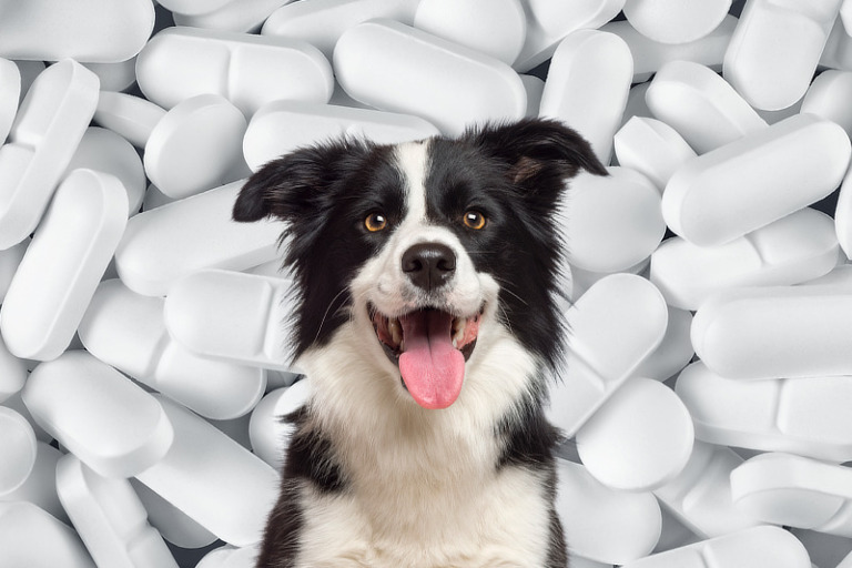 Cetirizin für Hunde