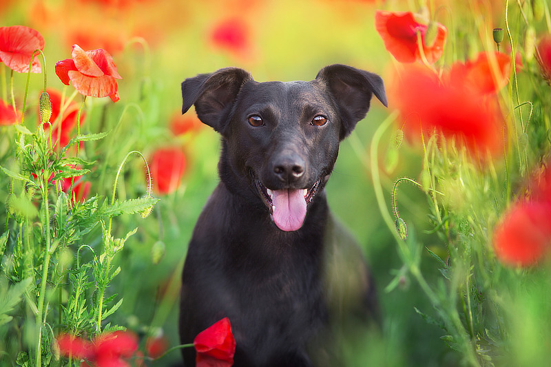 Die Natur bietet perfekte Kulissen für schöne Hundefotos