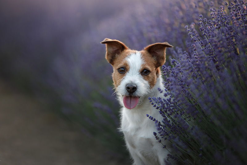 Die Natur liefert tolle Ideen für das Fotoshooting mit Hund