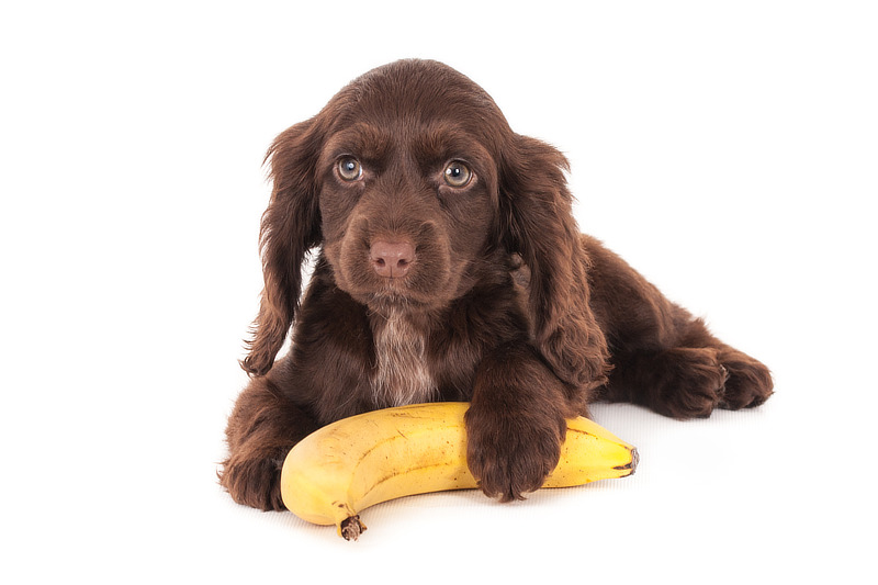 Dürfen Hunde Banane essen