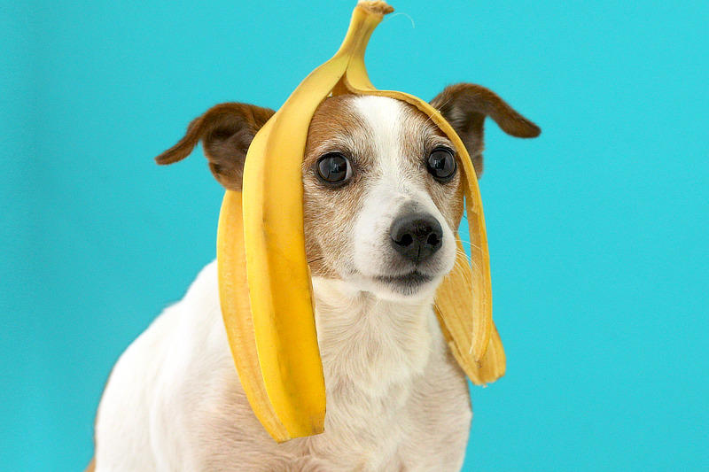 Dürfen Hunde Bananenschalen essen?