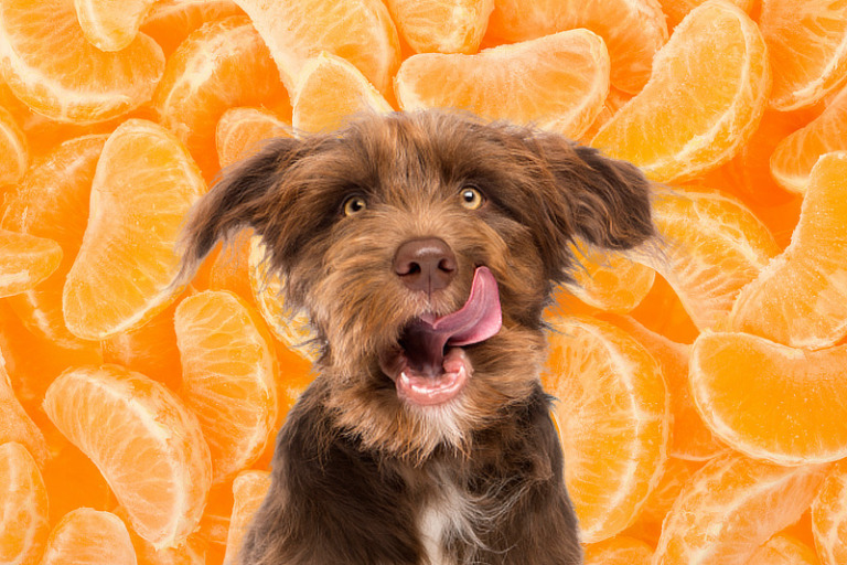 Dürfen Hunde Mandarinen essen