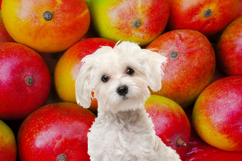 Dürfen Hunde Mango essen
