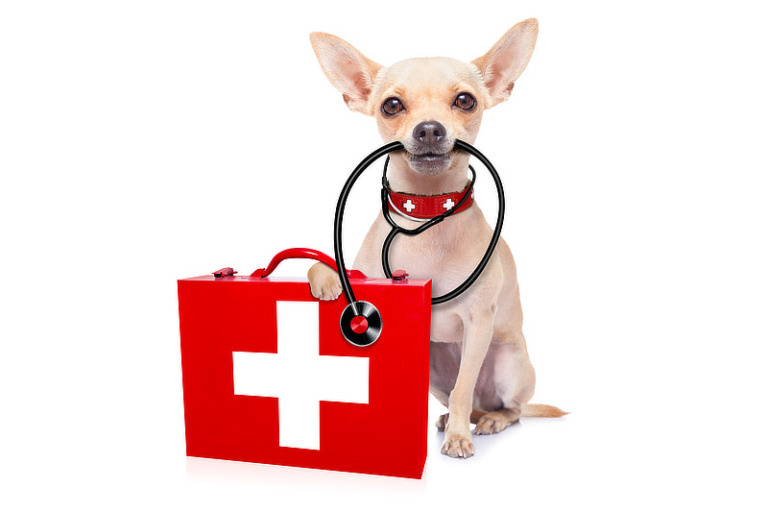 Erste Hilfe für Hunde