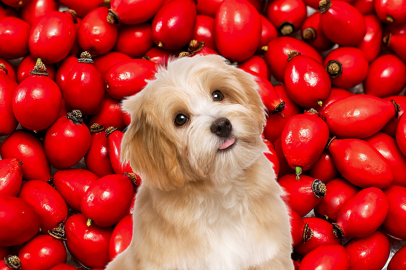 Hagebutten sind eine tolle Vitamin C Quelle für Hunde