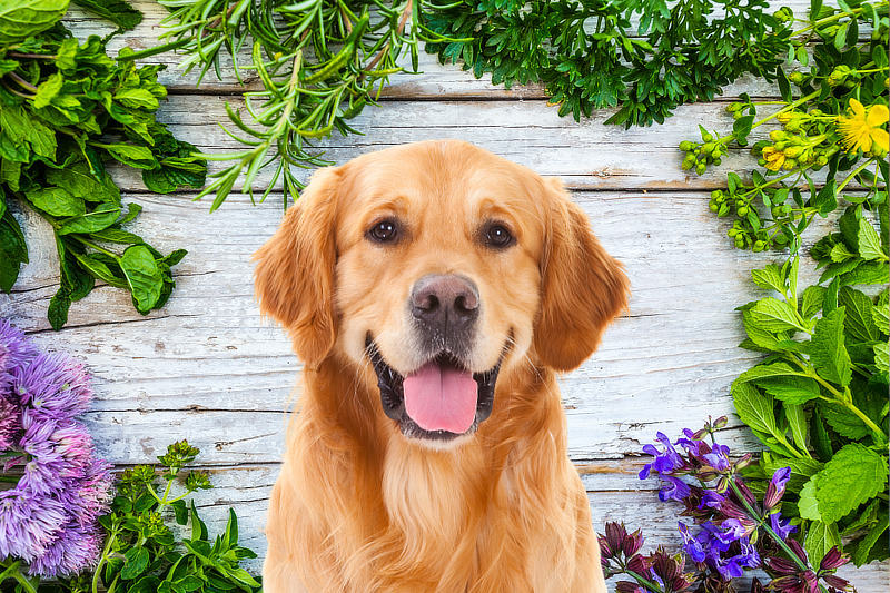 Heilpflanzen und Kräuter für Hunde