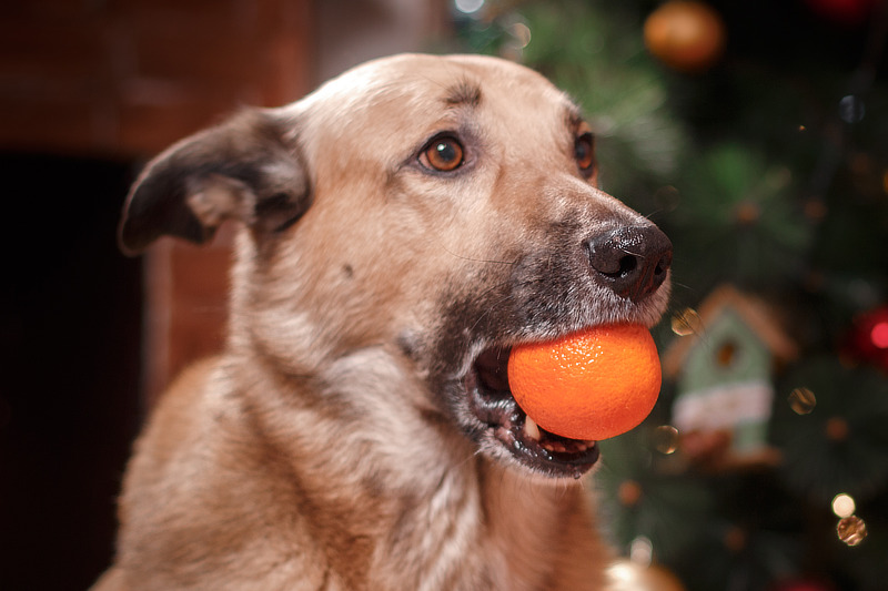 Hunde dürfen keine Mandarinenschale essen