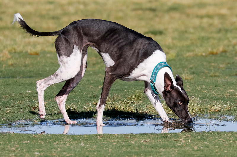 Hunde sollten kein Wasser aus Pfützen trinken