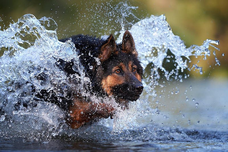 Hundefotoshooting im Wasser