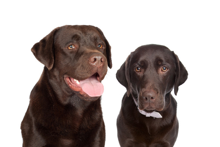 Labrador aus Showlinie und Labrador aus Arbeitslinie