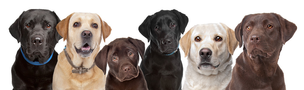 Labradore gibt es in den Farben Braun, Gelb und Schwarz