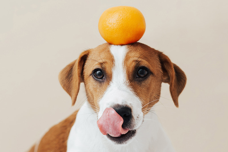 Mandarine für Hunde