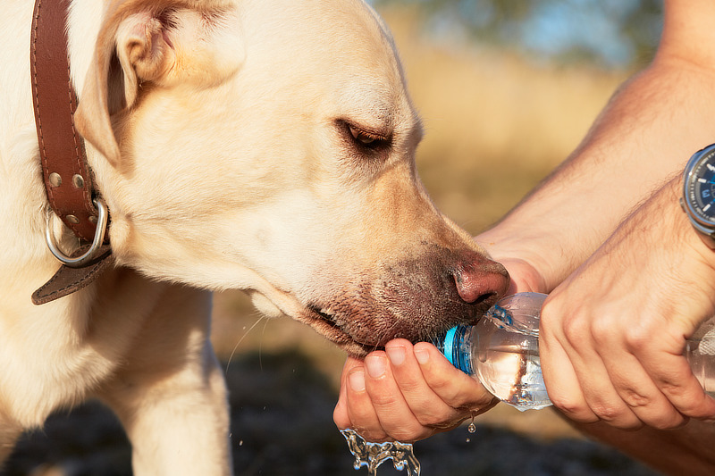 Mineralwasser oder Leitungswasser für Hunde