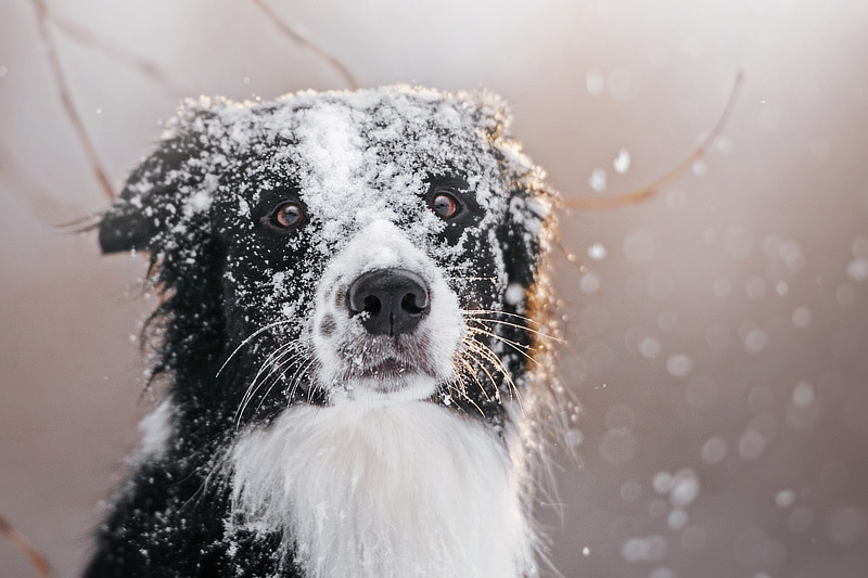 Schönes Hundebild mit Schnee