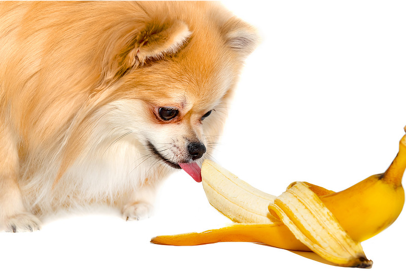 Sind Bananen gesund für Hunde
