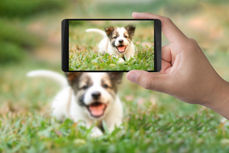 Tipps, Anregungen & Ideen für schöne Hundefotos