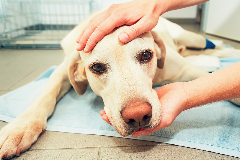 Vergiftungen gehören beim Hund zu den häufigsten Notfällen