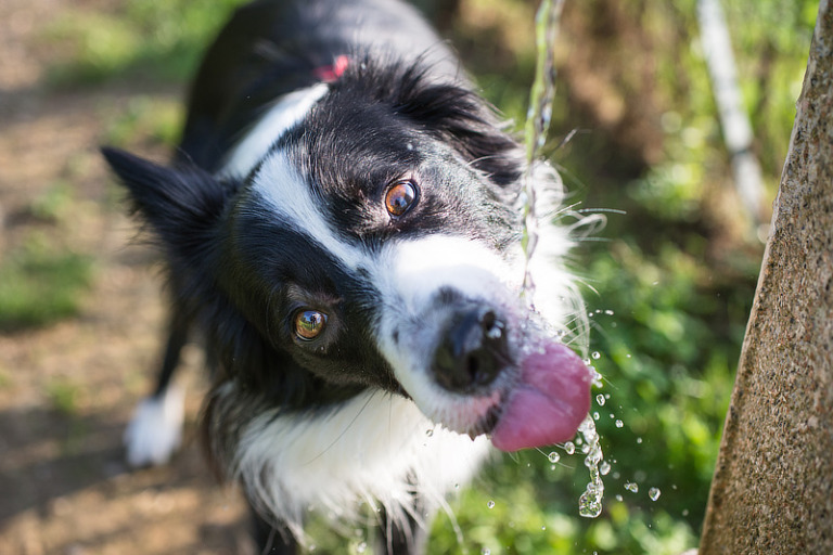 Wasser für Hunde: Was dürfen Hunde trinken