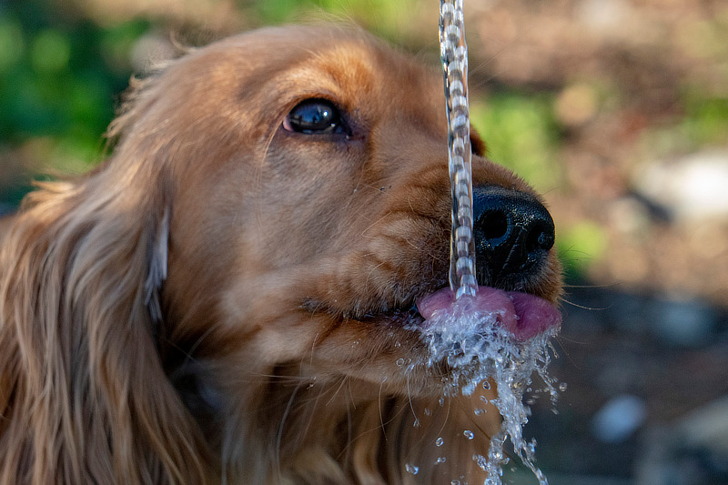Wie viel Wasser sollten Hunde am Tag trinken?