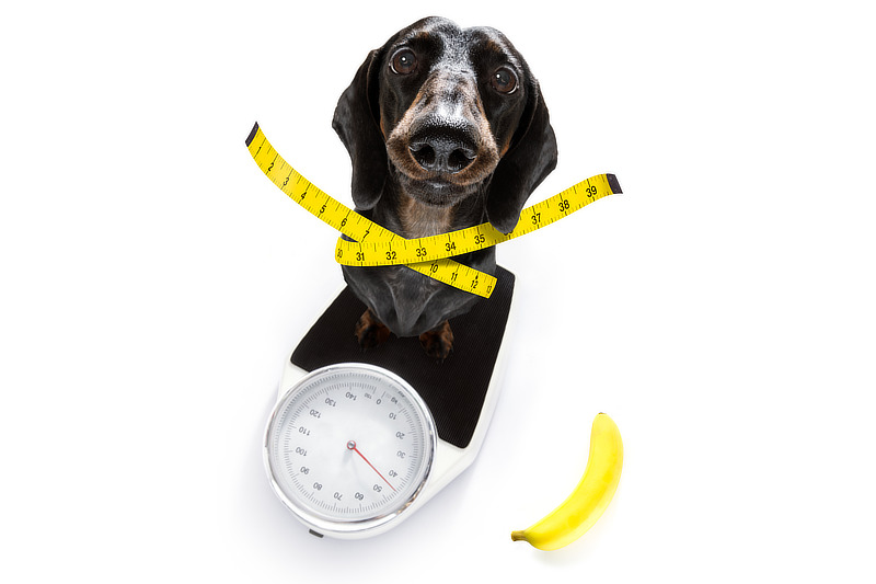 Zu viel Banane kann bei Hunden zu Übergewicht führen