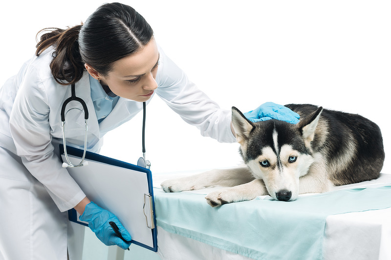Gegen hohe Tierarztkosten schützt eine Hundekrankenversicherung